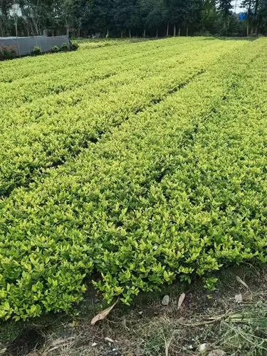 公路两侧的绿化工程需要什么资质